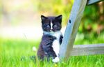 宠物猫 可爱的小猫