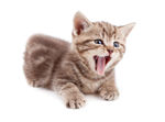 宠物猫 可爱的小猫