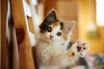 宠物猫 可爱的小猫
