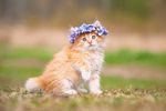 宠物猫 可爱的小猫