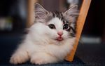 宠物猫 可爱的小猫
