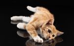 宠物猫 可爱的小猫