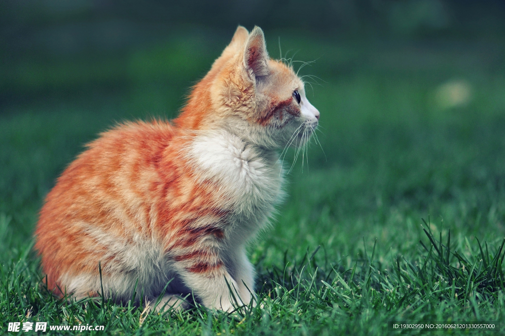 宠物猫 可爱的小猫