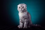 宠物猫 可爱的小猫