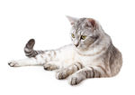 宠物猫 可爱的小猫