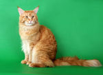 宠物猫 可爱的小猫