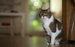 宠物猫 可爱的小猫