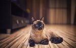宠物猫 可爱的小猫