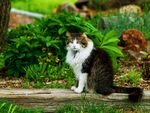 宠物猫 可爱的小猫