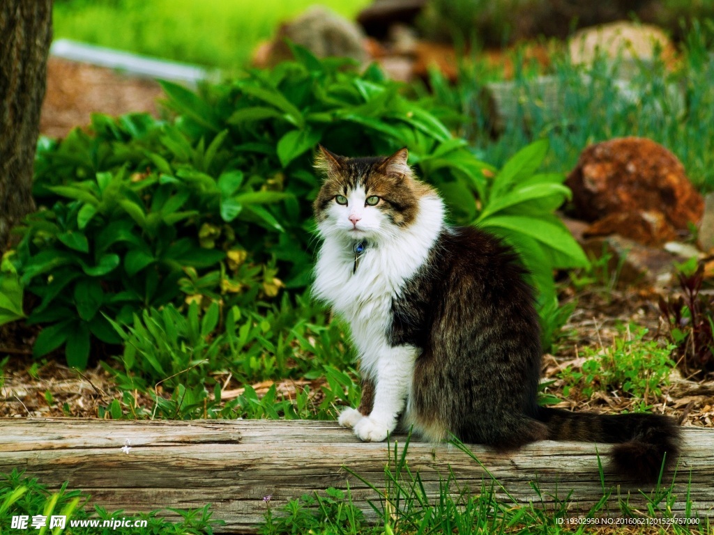 宠物猫 可爱的小猫