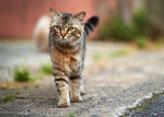 宠物猫 可爱的小猫