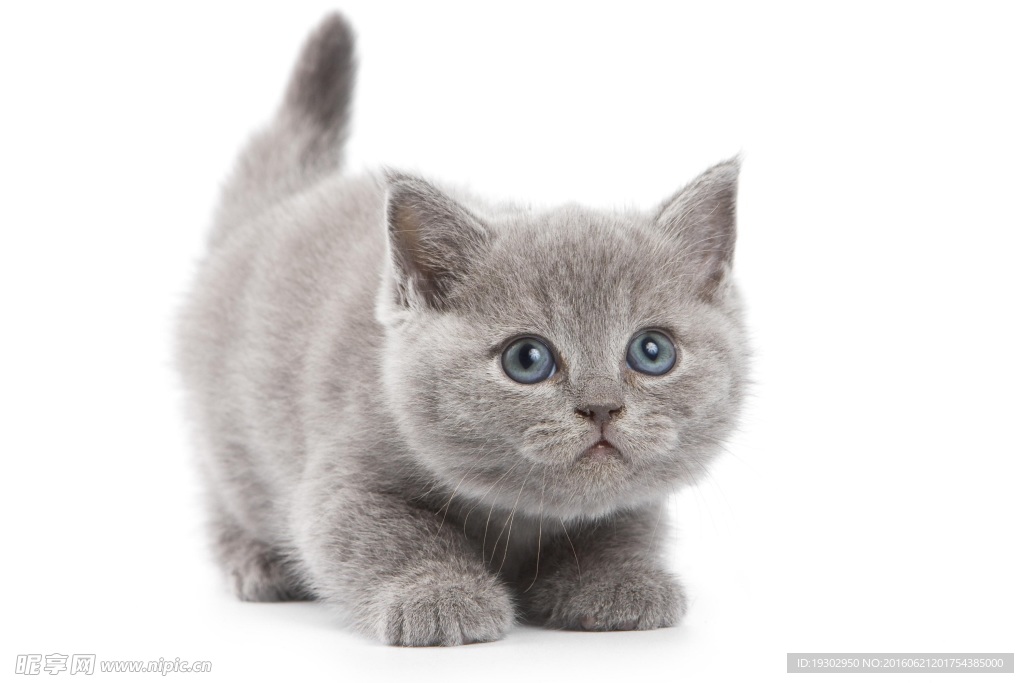 宠物猫 可爱的小猫