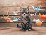 宠物猫 可爱的小猫