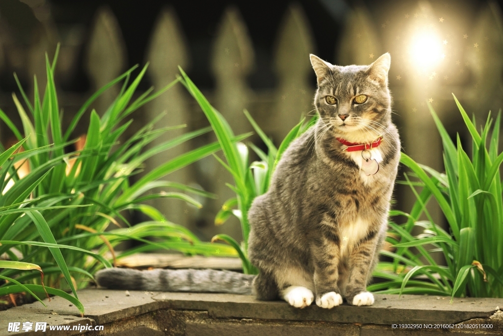 宠物猫 可爱的小猫