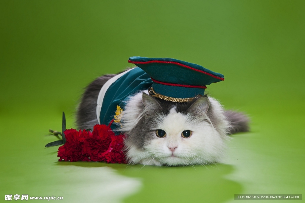 宠物猫 可爱的小猫