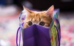 宠物猫 可爱的小猫