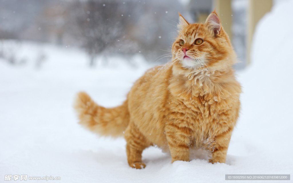 宠物猫 可爱的小猫