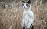 宠物猫 可爱的小猫