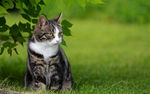 宠物猫 可爱的小猫