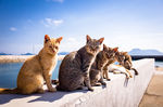 宠物猫 可爱的小猫