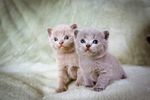 小猫 猫咪