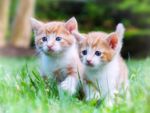 小猫 猫咪