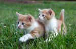 小猫 猫咪