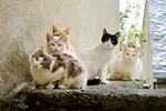 小猫 猫咪