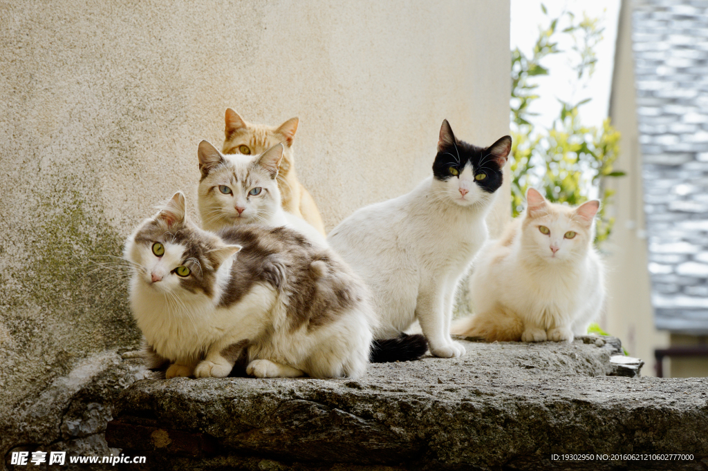 小猫 猫咪