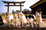 小猫 猫咪