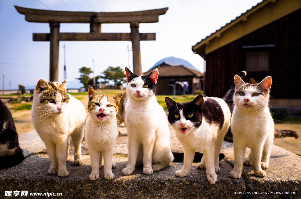 小猫 猫咪