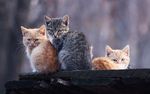 小猫 猫咪