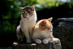 小猫 猫咪