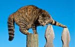 小猫 猫咪