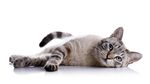 小猫 猫咪