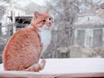 小猫 猫咪