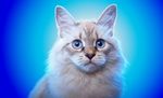 小猫 猫咪