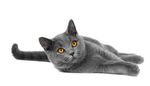 小猫 猫咪