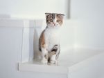 小猫 猫咪