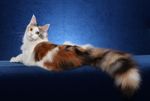 小猫 猫咪