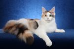 小猫 猫咪