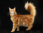 小猫 猫咪