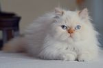 小猫 猫咪