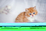 小猫 猫咪