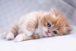 小猫 猫咪