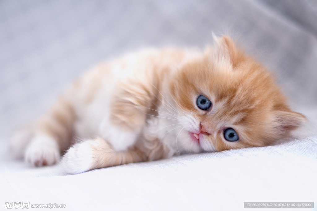 小猫 猫咪