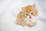 小猫 猫咪