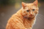 小猫 猫咪