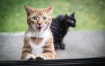 小猫 猫咪