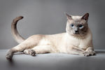 小猫 猫咪